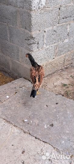 Бойцовые куры