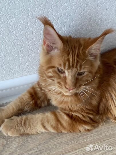 Мейн кун мальчик