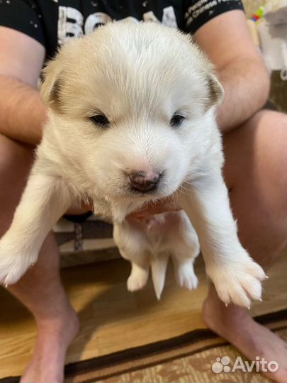 Собаки щенки бесплатно