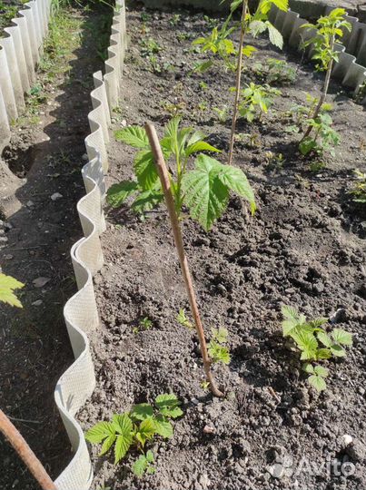 Малина ремонтантная