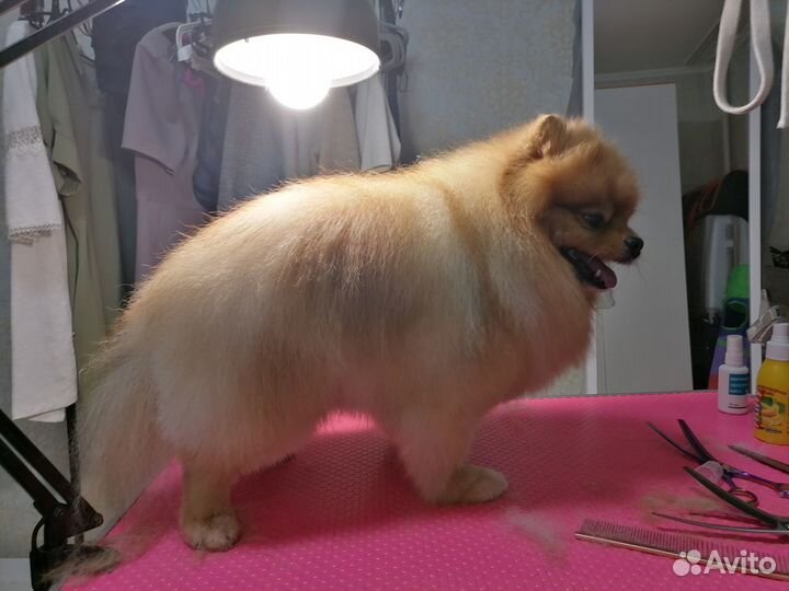 Стрижка собак и кошек