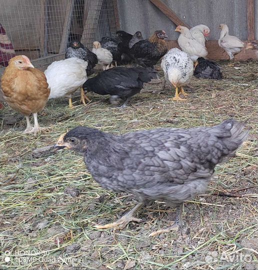 Куры молодки