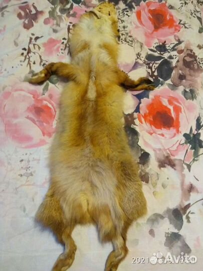 Шкурка лисы