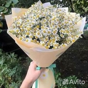 Ромашки Пионы Розы Доставка