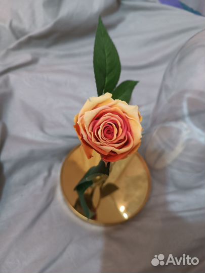 Роза в колбе