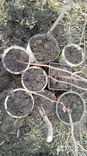 Саженцы малины Таруса