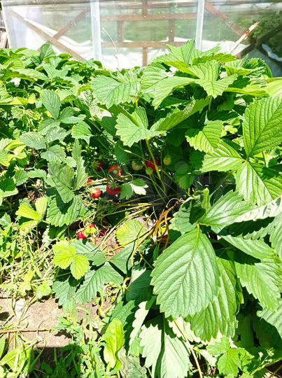 Дача 10 м² на участке 11,3 сот.