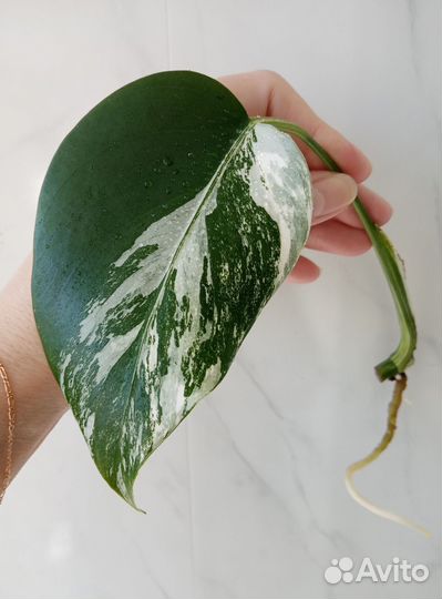 Монстера Альба, Делициоза