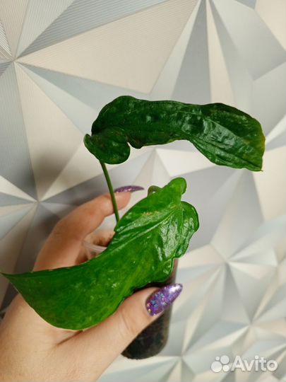 Монстера Спайдермен и др