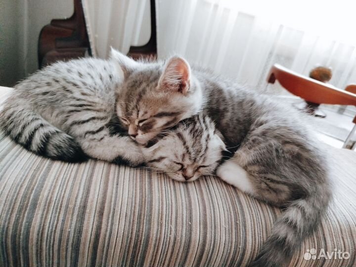 Шотландские котята