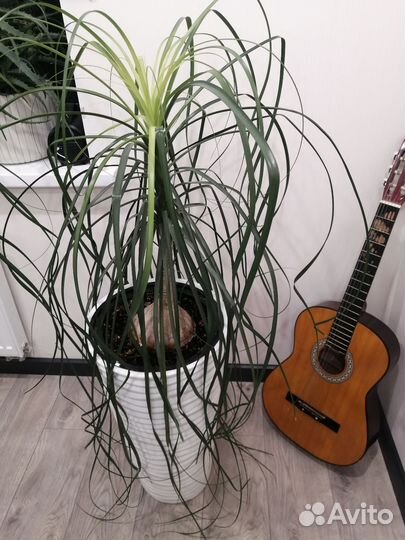 Бокарнея нолина (слоновья нога)