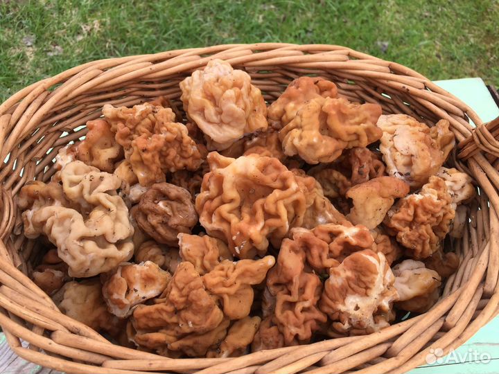 Грибы. Сморчки. Строчки
