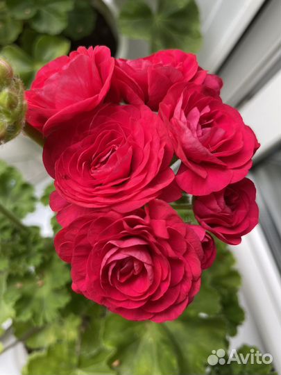 Пеларгония PAC Viva Rosita