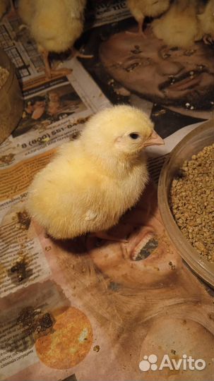 Цыпленок