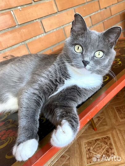 Кошка Пампуша ищет любящую семью