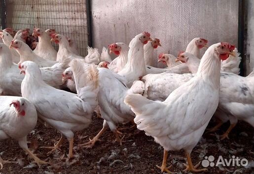 Куры несушки