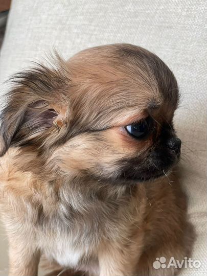 Продаётся щенок чихуахуа