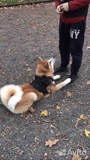 Услуги кинолога