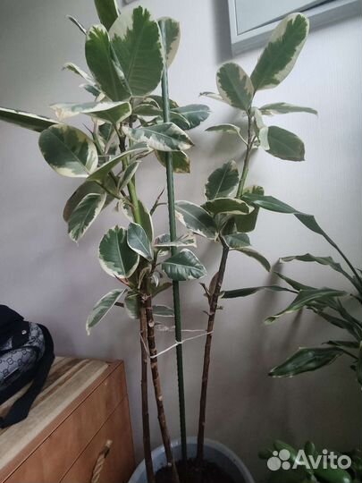 Фикус эластика тинеке 150 см