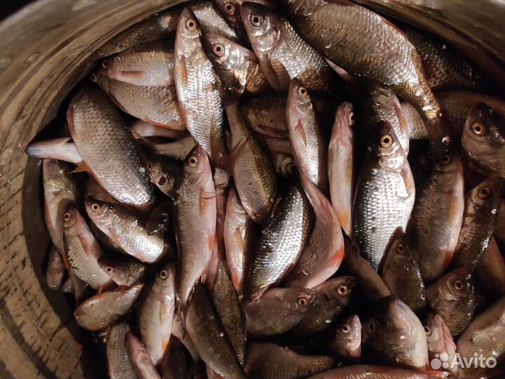 Рыба свежая плотва