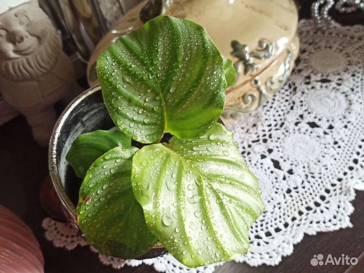 Калатея Орбифолия, Эпипремнум Марбл эпл, Хэппи лиф