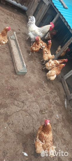 Куры несушки