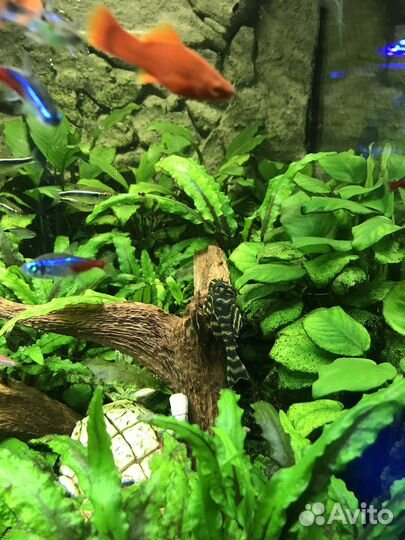 Акватеррариум с тумбой, растениями и рыбами