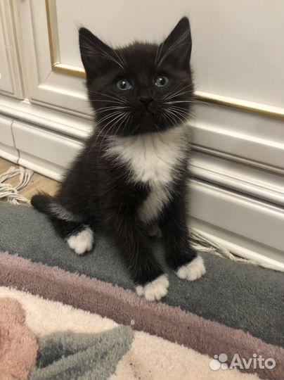 Котята. Листай. Бесплатно