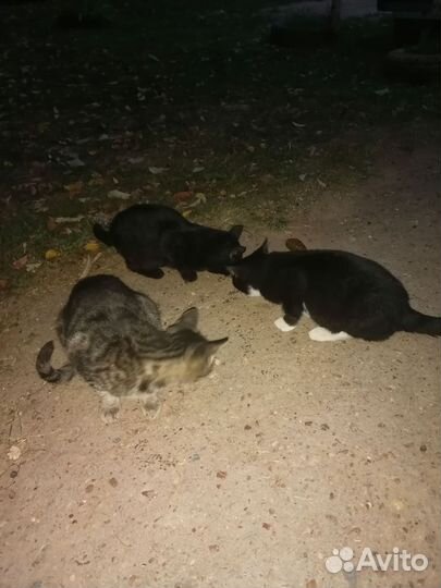 Отдам в добрые руки