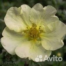 Лапчатка кустарниковая Primrose Beauty