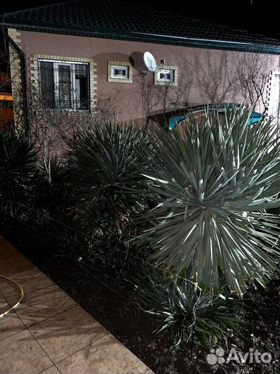 Пальма юкка