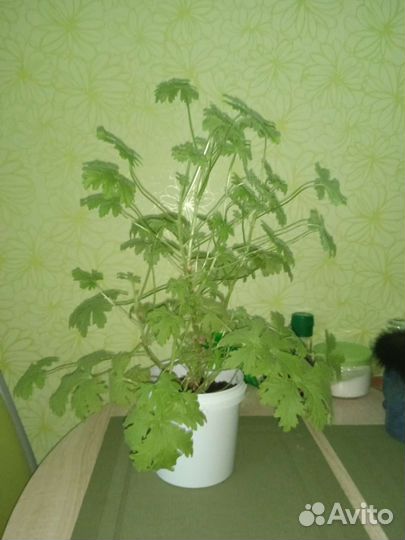 Пеларгония герань душистая