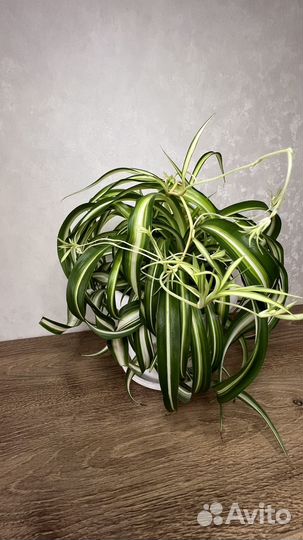 Хлорофитум кудрявый