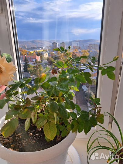 Чайная роза