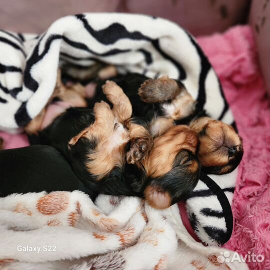 Йоркширский терьер щенки