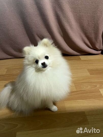 Померанский шпиц мини вязка