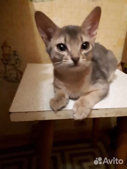 Абиссинские котята