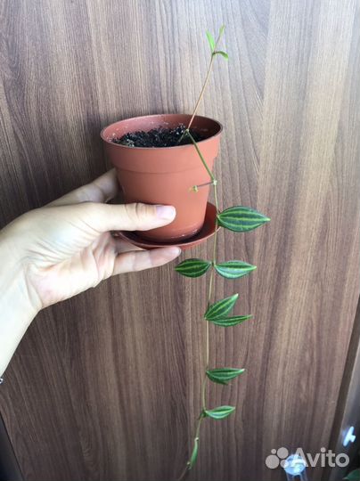 Пеперомия ангулата