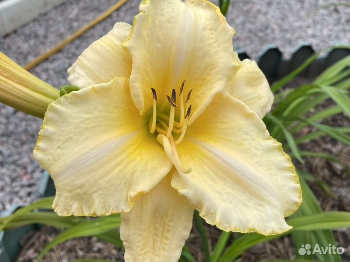 Лилейники сортовые