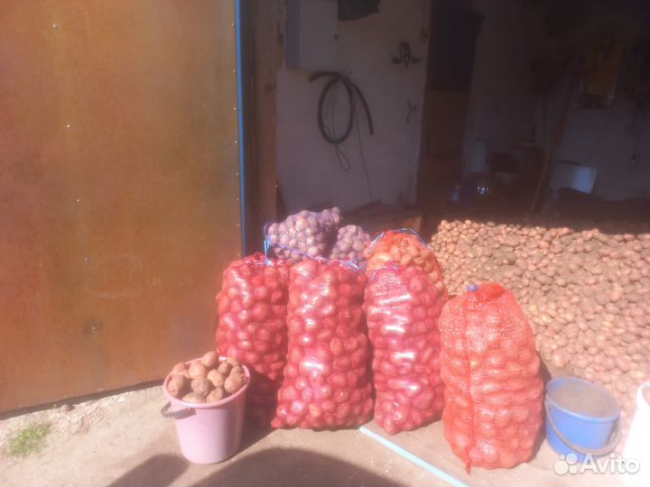 Картофель