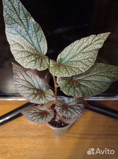 Бегония Кейн