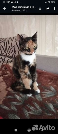 Кошка