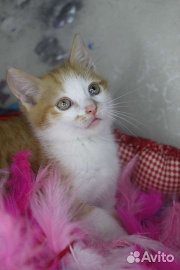 Котёнок рыжий