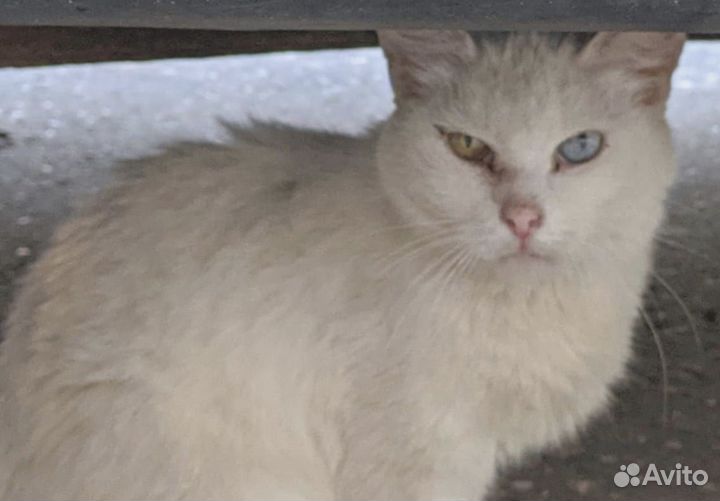 Турецкая ангора кхао мани белая кошка