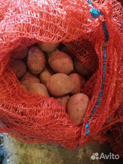 Семенной картофель