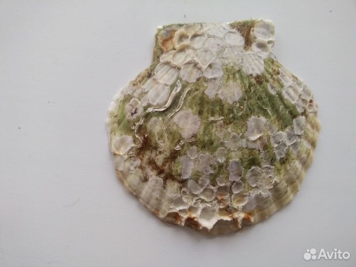 Ракушки морского гребешка