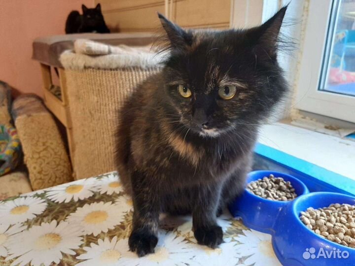 Малышка, стерилизована