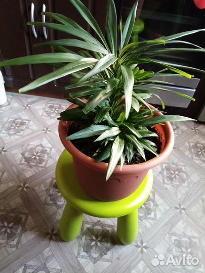 Кордилина, венерин ус