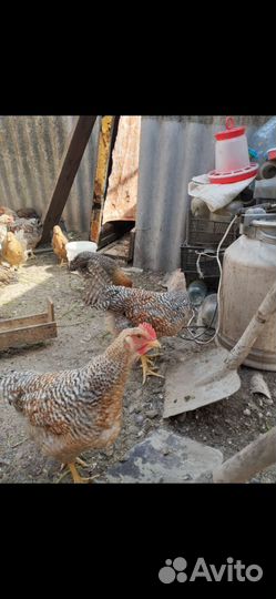 Молодые петухи