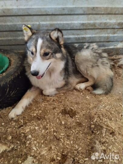 Очень много собак верят в чудо. Забери с отлова